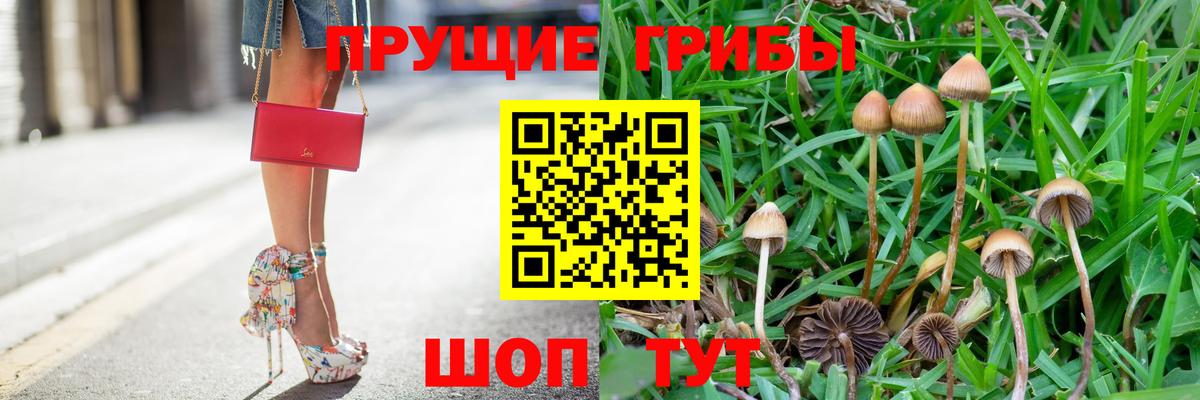 Псилоцибиновые грибы Psilocybe  Вход с VPN  Волгодонск  Галлюциногенные грибы Psilocybe 